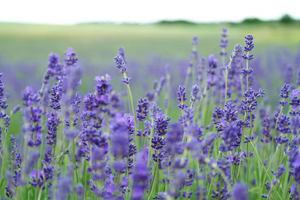 Les plantes porte-bonheur et leur signification dans différentes cultures
