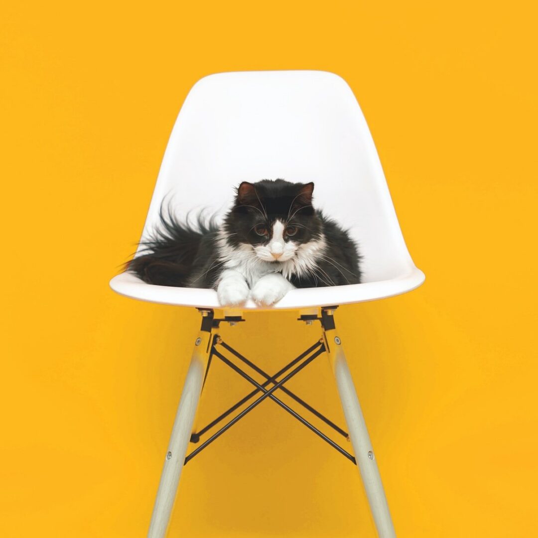 A black and white cat sitting on a white chair against a yellow background.