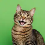 Los gatos son maestros del disimulo. Pero sí hablan: con la cola, los ojos, el ronroneo y la barriga. Las señales que veterinarios y etólogos reconocen como indicadores reales de felicidad felina — y las que indican que algo no está bien.