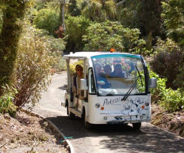 Alpaca eco tour train in lush New Zealand native forest, scenic adventure with Puketi Forest.