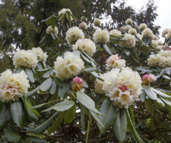 Cream hyacinth flowers blooming on a rhododendron bush.