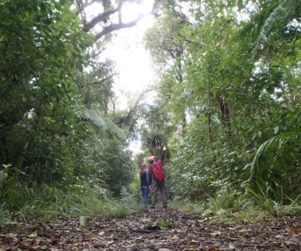 Lush green forest trail with two hikers exploring the scenic outdoors in New Zealand.