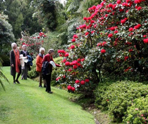 Vibrant red rhododendrons in a lush garden at Americarna event New Zealand.