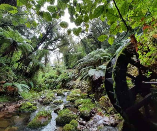 Lush green rainforest with flowing stream and dense foliage in New Zealand.