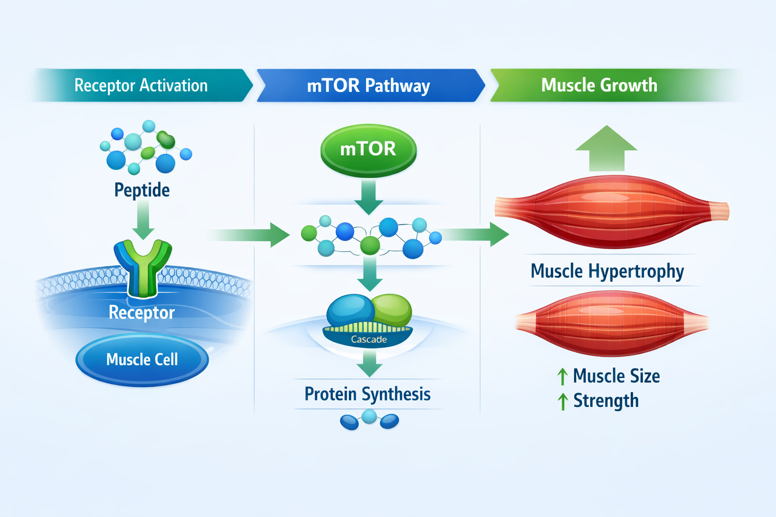 Infographic illustrating molecular mechanisms of research peptides for muscle growth, showing peptide interaction with muscle cells and protein synthesis pathways