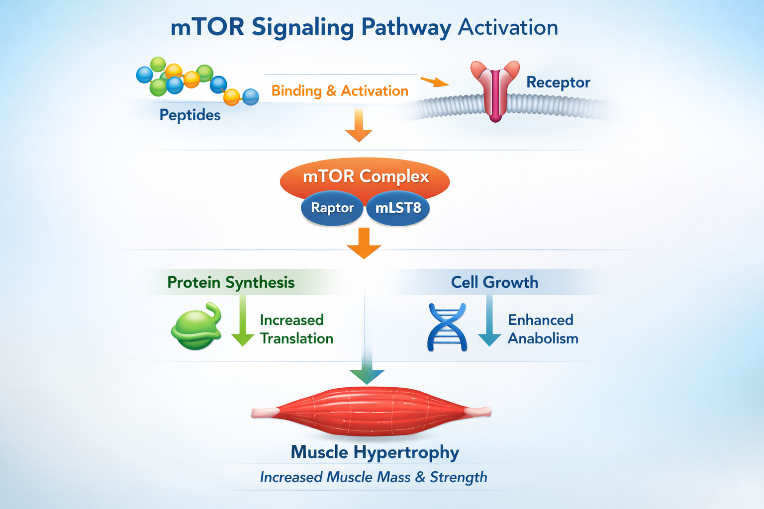 Infographic depicting the mTOR pathway activation and its role in peptide-induced muscle growth from a molecular perspective