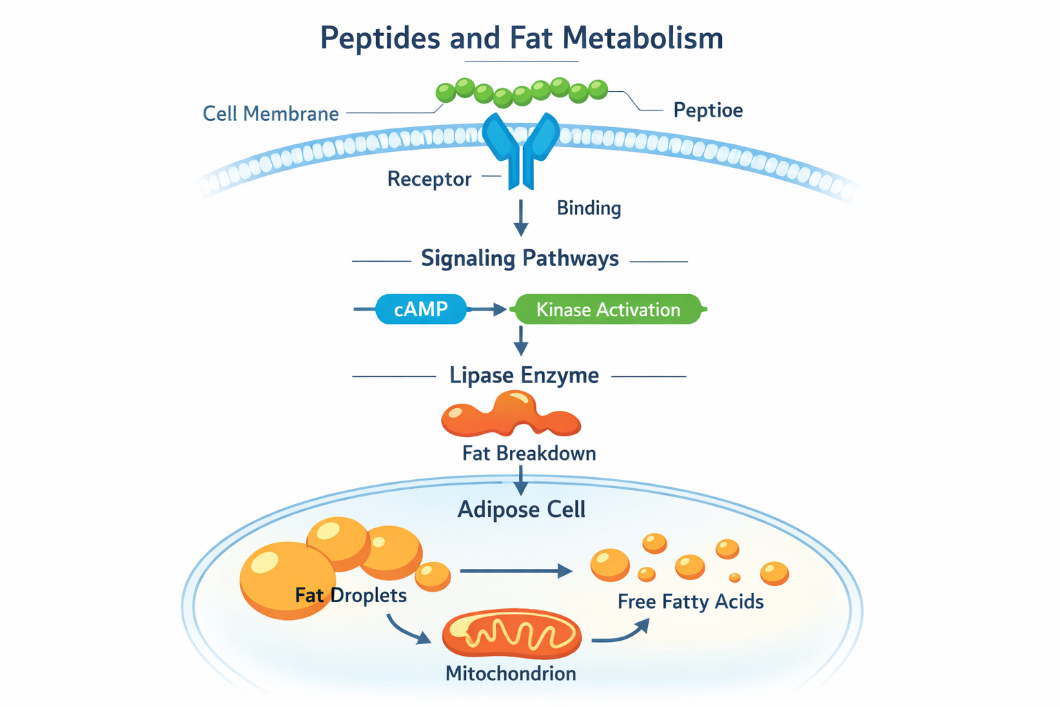 Infographic illustrating molecular mechanisms of how peptides modulate fat metabolism at the cellular level for understanding the role of peptides in fat metabolism: research insights
