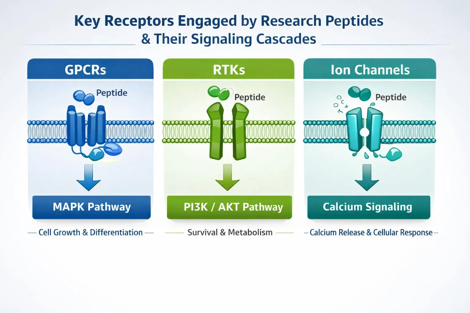 Infographic showing key receptors engaged by peptides and their cellular signaling cascades, explaining how peptides influence cellular signaling pathways in research.