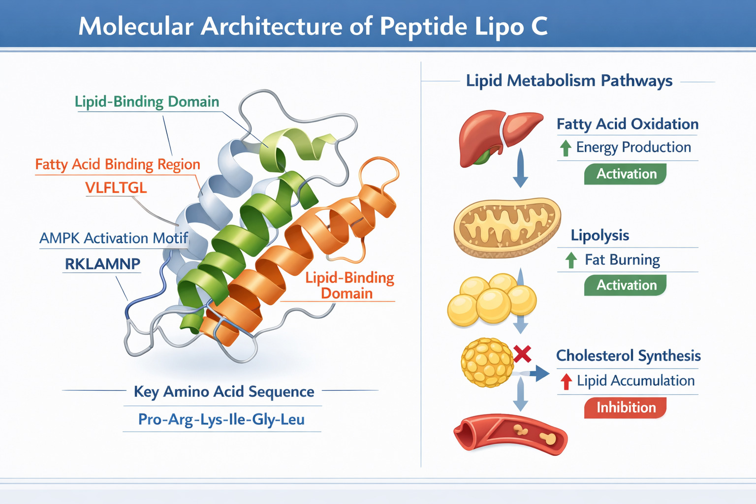 Infographic illustrating the molecular architecture of Peptide Lipo C and its role in lipid metabolism, related to how does peptide lipo c function in research settings? molecular mechanisms and applications