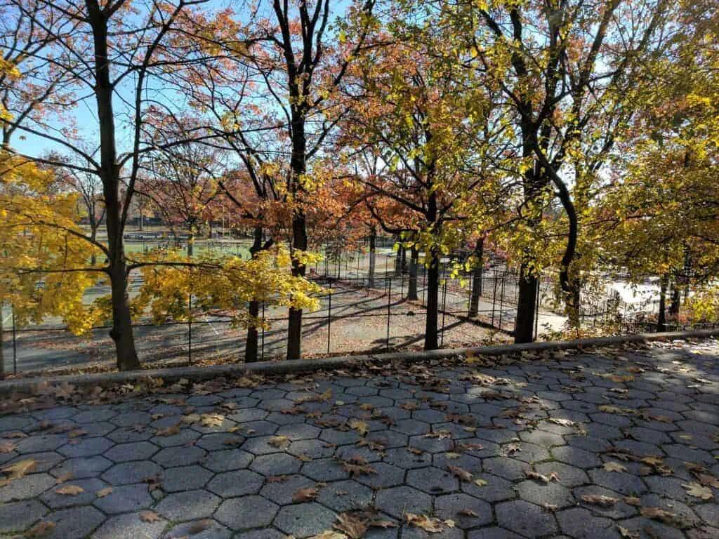 Tree-lined park path covered in golden leaves, with long shadows cast by the late afternoon sun.