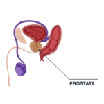 Diagramma anatomico della prostata e organi circostanti.