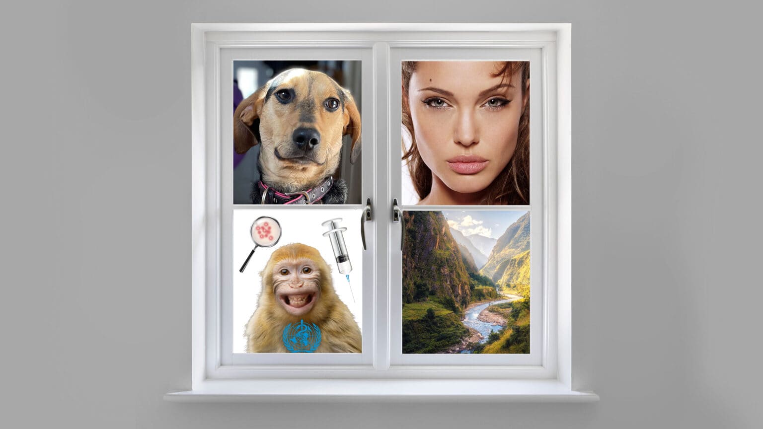 A dog’s life, Angelina Jolie and more monkey business 669b58407fcd4.jpeg