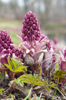 Bye bye, butterbur 669bd04867f52.jpeg