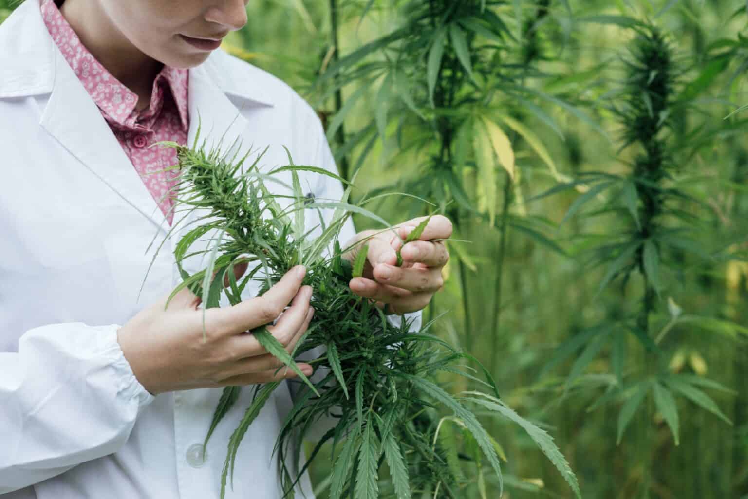 Does Cannabis have its place in medicine? 669bb8f803e62.jpeg