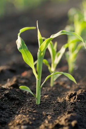 European Commission snubs MEPs questions about GMOs 669bd7308be46.jpeg