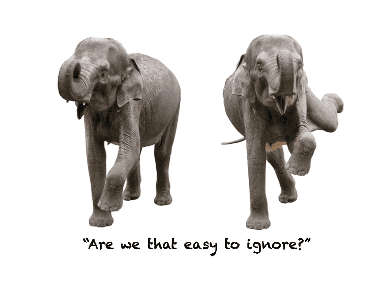 Feature: The two elephants they want us to ignore 669b6912edf88.png