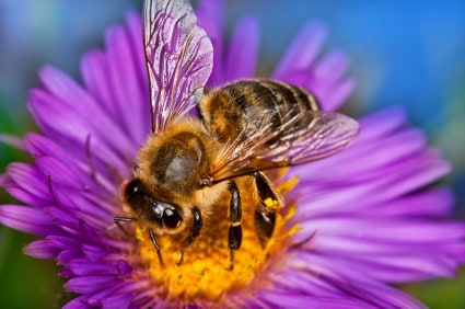 It’s official: pesticides are killing the bees 669bcd8319b4f.jpeg