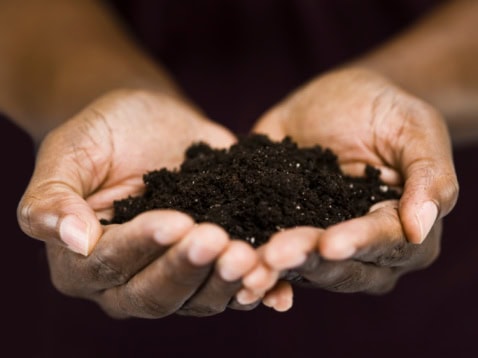 Living soils: the vital link to natural health 669bbecad2431.jpeg