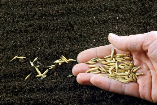 Sowing the seeds of control 669ba161ac7be.jpeg