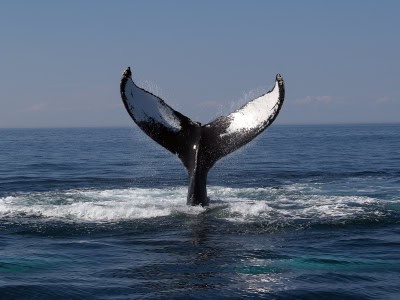 Victory for whales proves ‘people power’ 669bd79bb49d1.jpeg