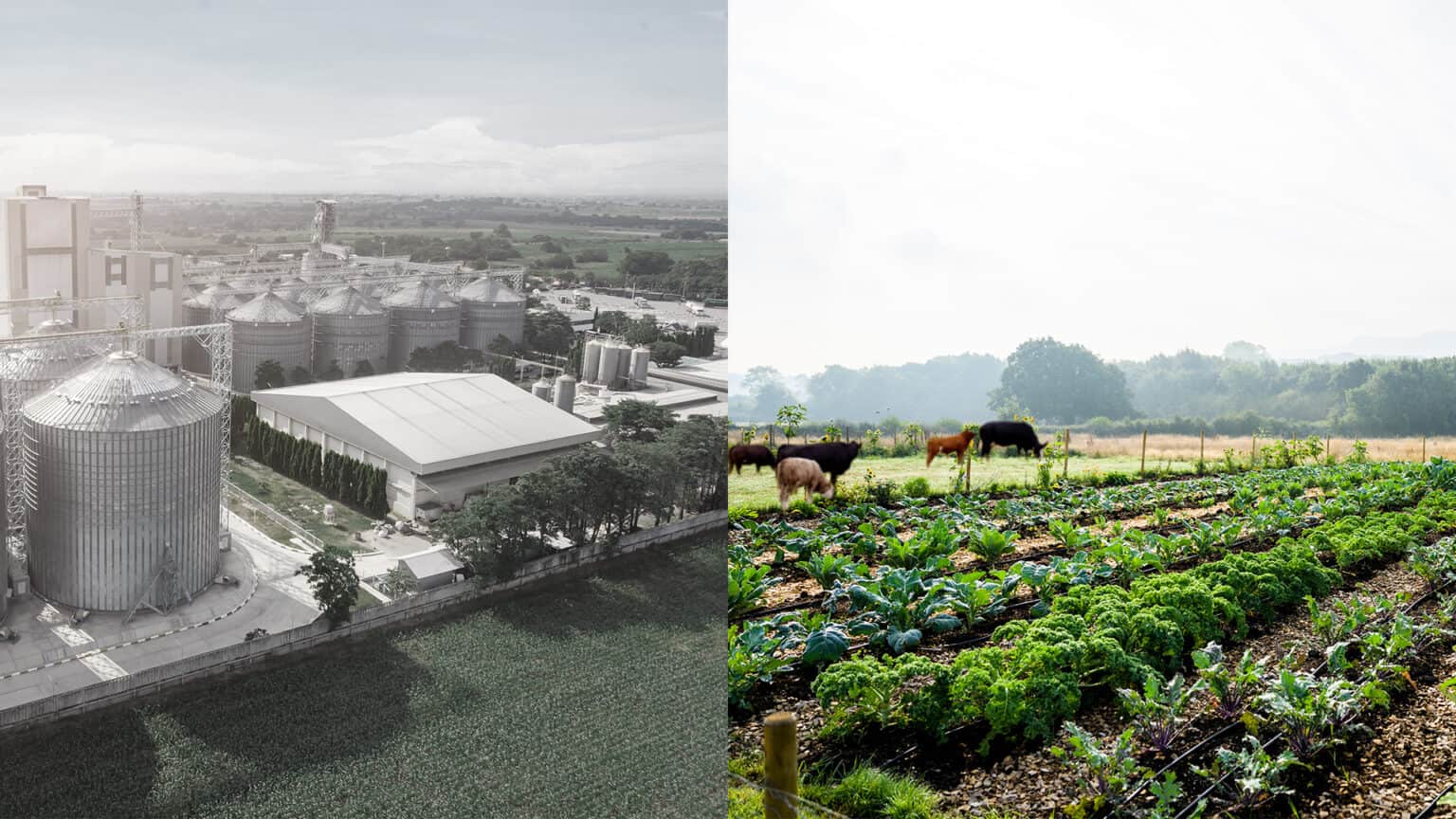 The Battle for Food Sovereignty is Hotting Up 67cf0f836fea2.jpeg
