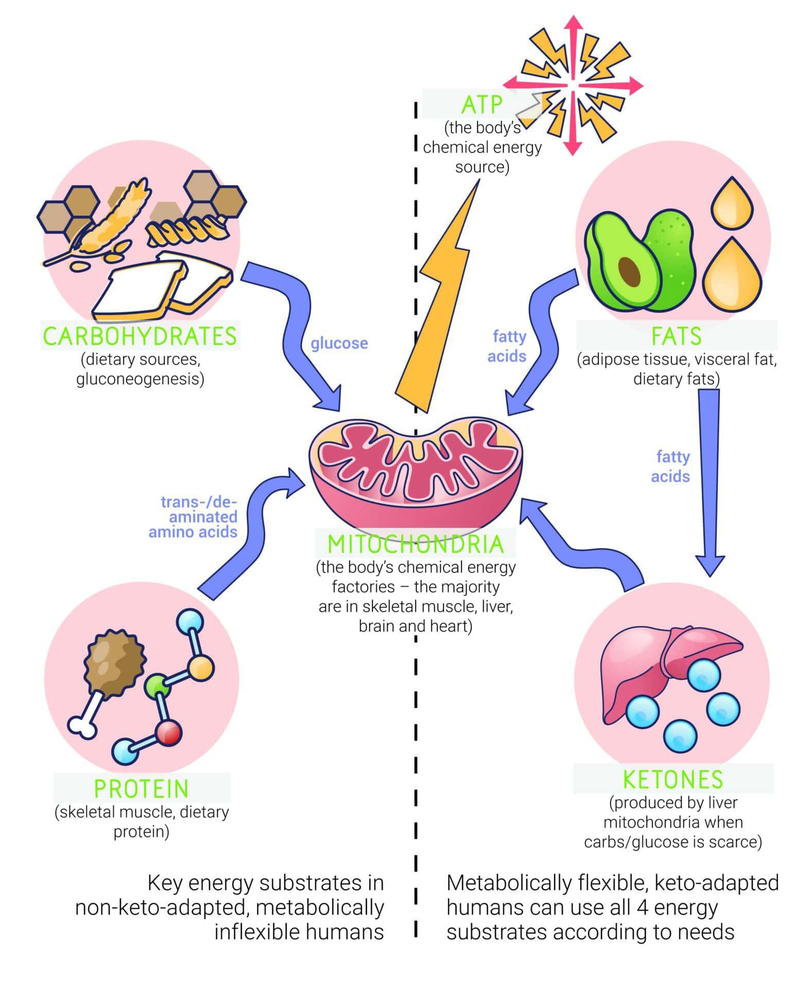 Energy substrates graphic