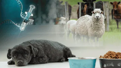 260528 Animal Medicalisation