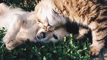 friends-1149841_960_720