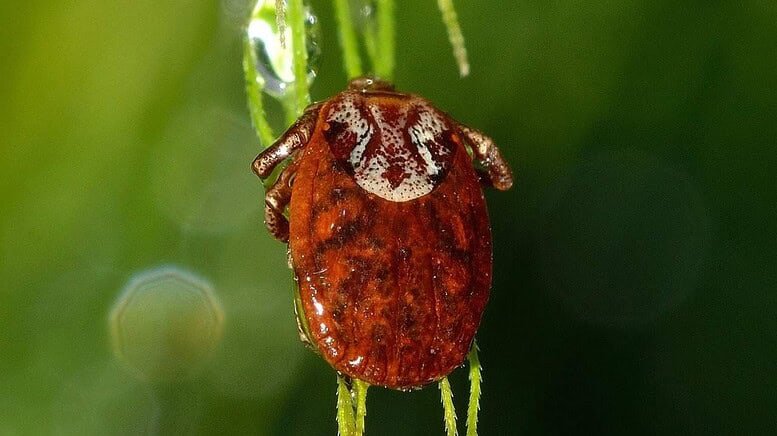 Come eliminare gli acari tetranichidi dalle piante  