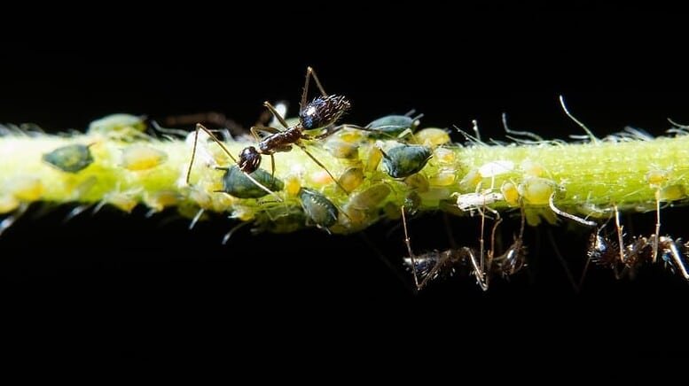 Come eliminare gli afidi dalle piante