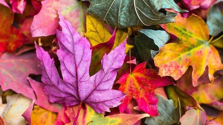 Carenza di magnesio nelle piante