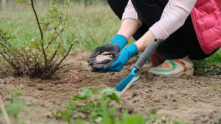 Carenza di potassio nelle piante