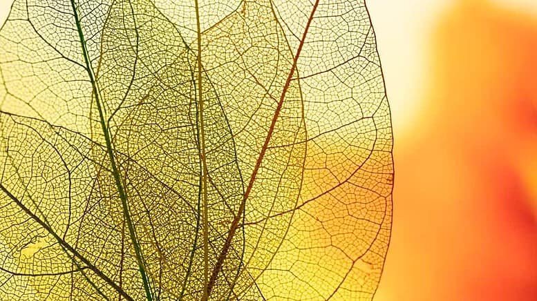 Carenza di ferro nelle piante