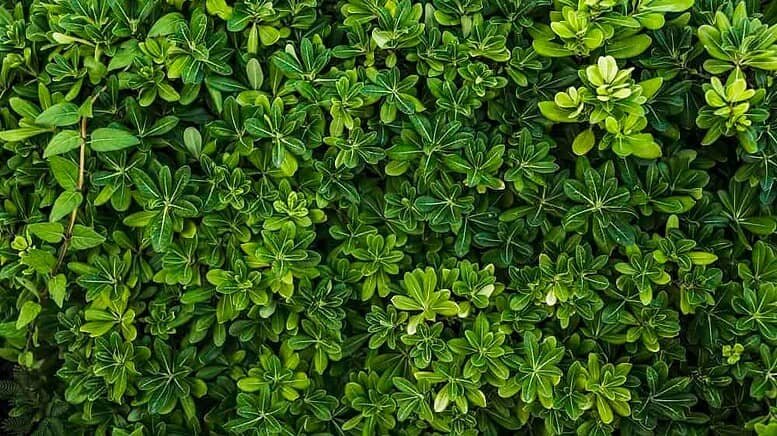 Carenza di zolfo nelle piante