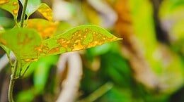 Come eliminare la mosca bianca dalle piante