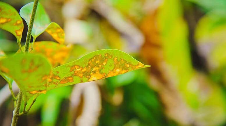 Come eliminare la mosca bianca dalle piante