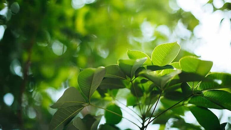 Come eliminare i tripidi dalle piante