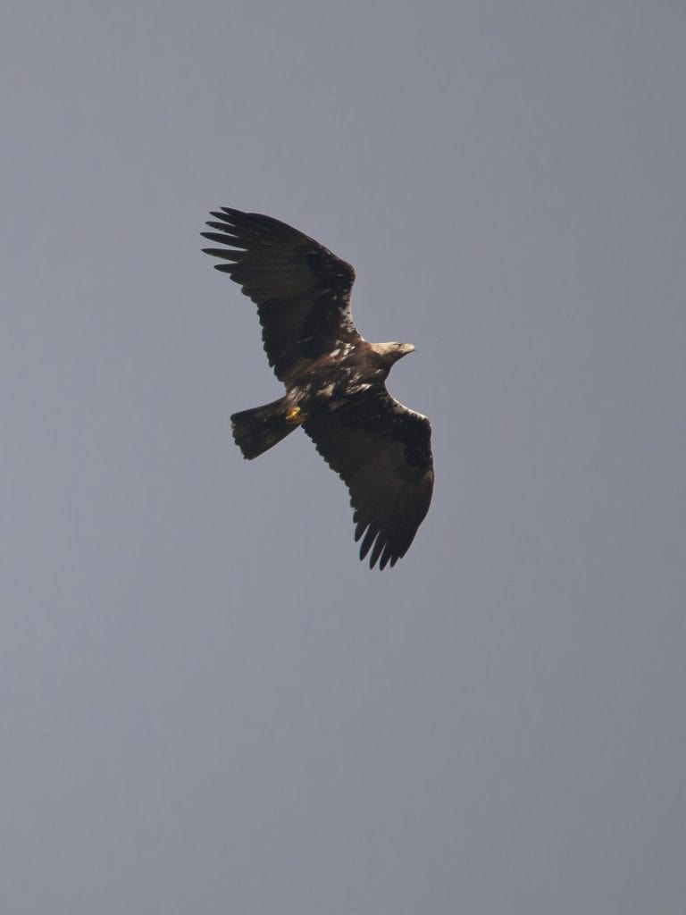 Dominando Monfragüe el águila imperial ibérica