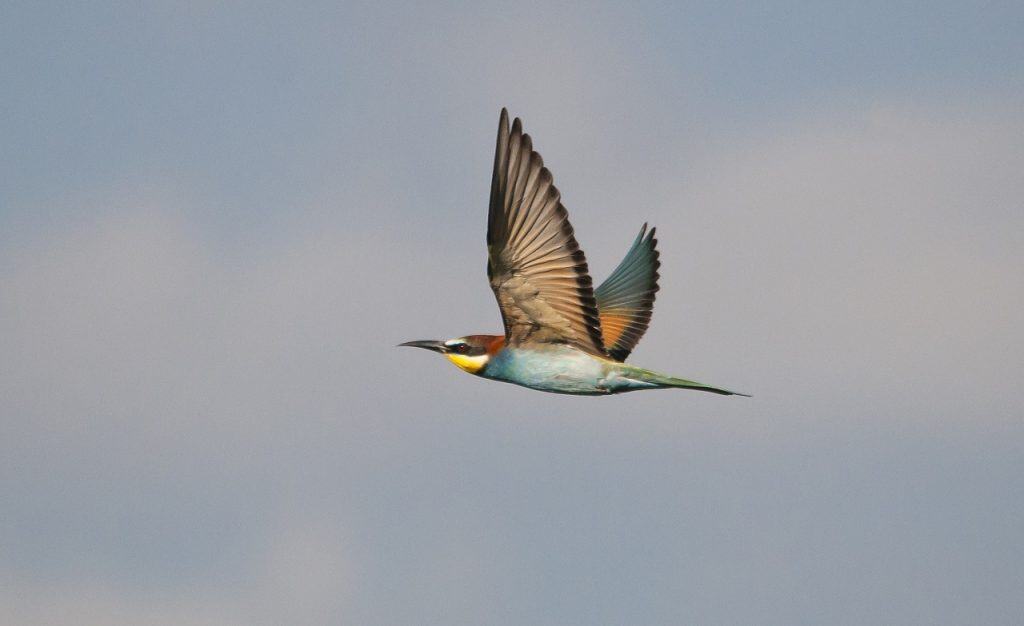Aves de Extremadura