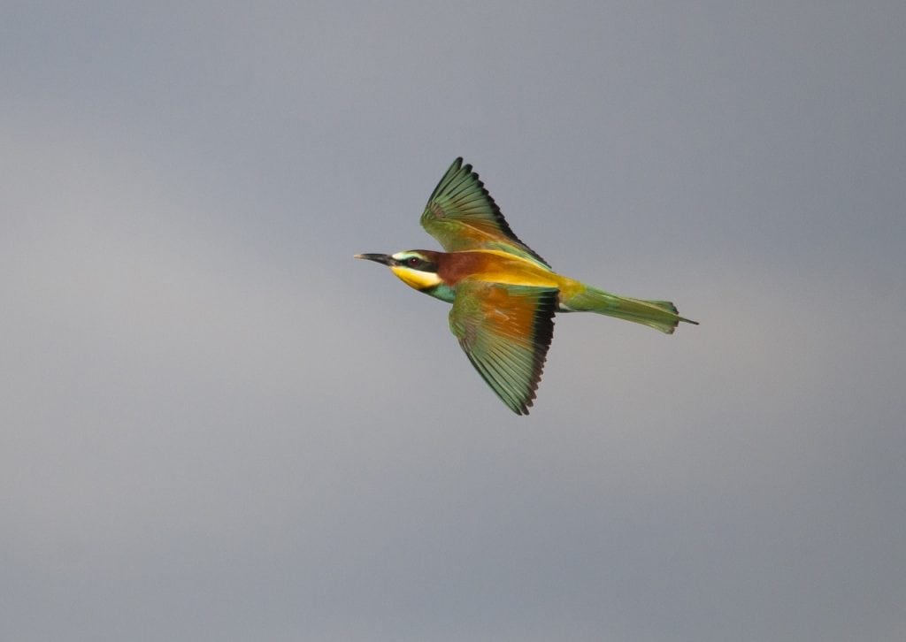 Aves de Extremadura
