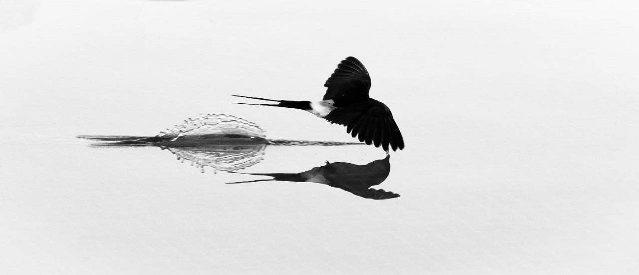 Birding in Extremadura