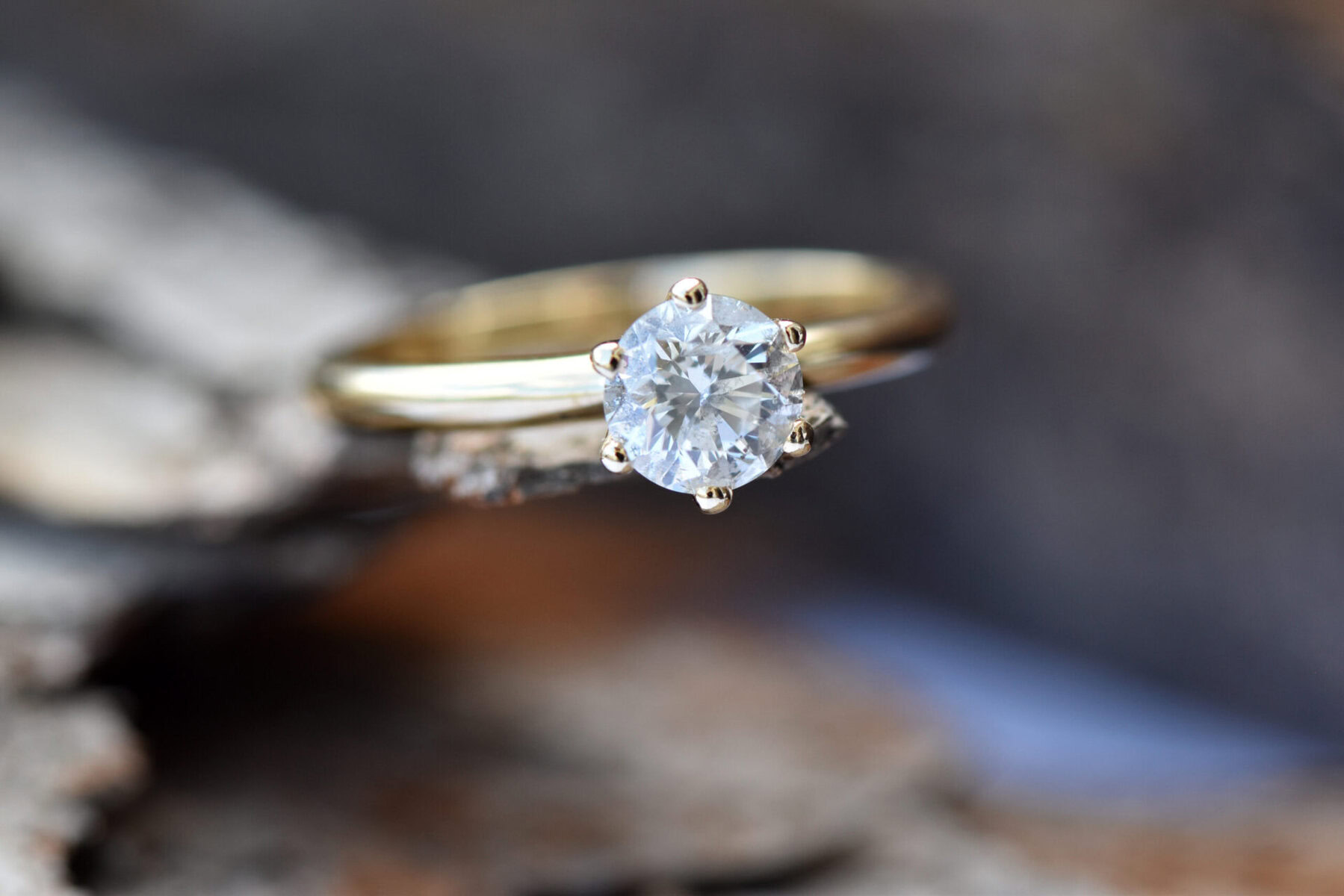 ⁦STELLA⁩ – תמונה ⁦5⁩