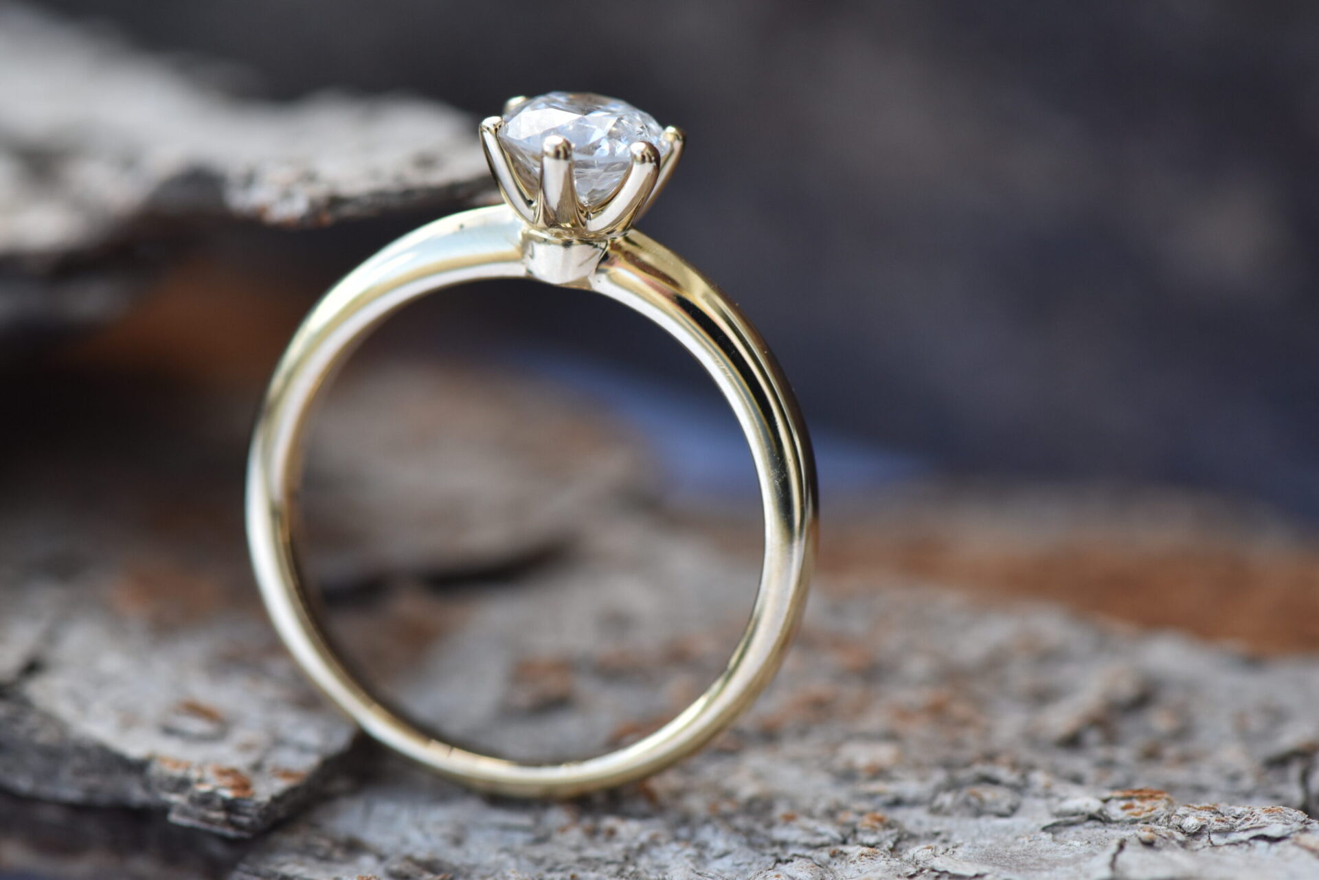 ⁦STELLA⁩ – תמונה ⁦6⁩