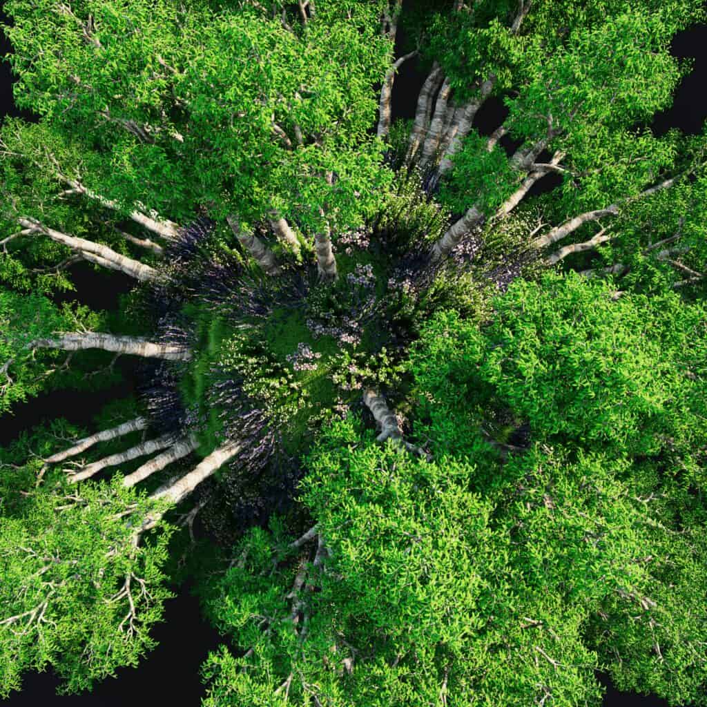 Overhead shot of trees