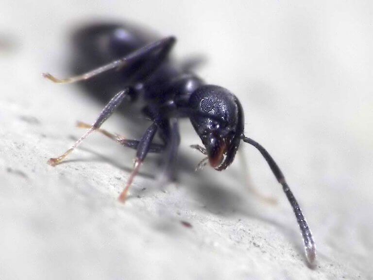 A HANGYÁK HELYÉNEK MEGHATÁROZÁSA A HALASZTÁS GÉPEZETÉBEN