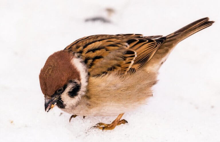 VERSES PUBLICISZTIKA: HÓ, HAL, SUGÁR