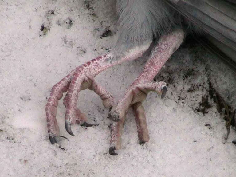 VÉLETLENÜL MAJDNEM