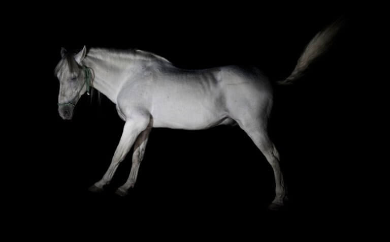 NINCS CSODÁLATOSABB