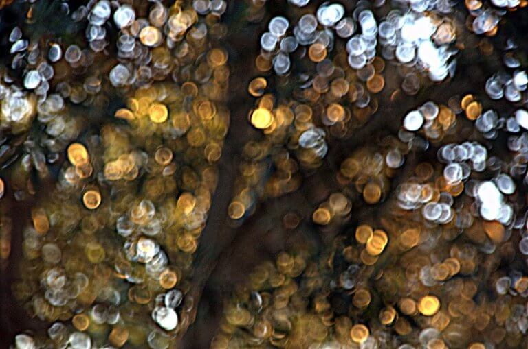 KÉT FA KÉT PÜLOSZBÓL