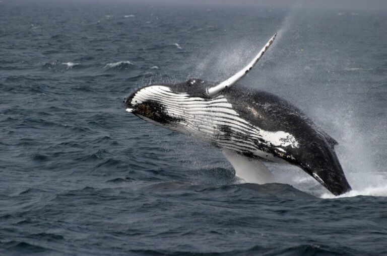 TÖRPÉK ES ÓRIÁSOK